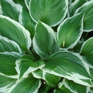 Funkia (Hosta plantaginea) ´SUGAR DADDY´ - výška 10-15 cm, kont. C1L